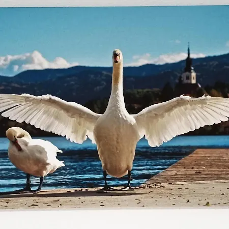 Siesta Apartamento *