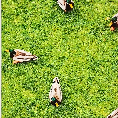 Siesta Apartment Bled