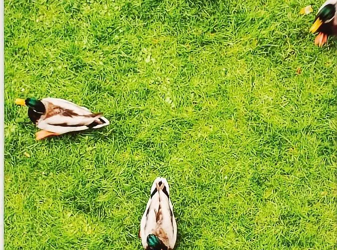 Siesta 公寓 布莱德